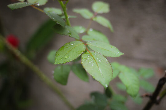 Raindrops on green rose leaves.