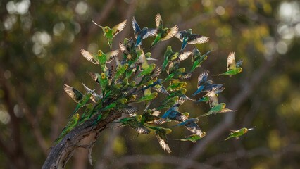 Naklejka premium Hummingbirds hovering around colorful flowering branches in a natural setting.