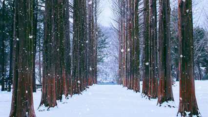 Obraz premium Nami Island in snow during winter snowfall