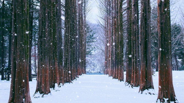 Nami Island in snow during winter snowfall