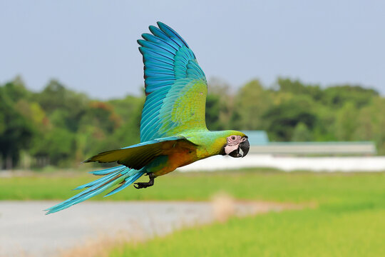 A colorful buff gold​ macaw parrot flying over the rice fields. Free-flying bird