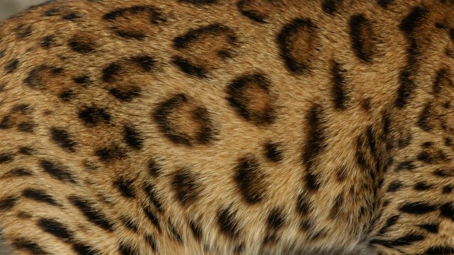 close up of leopard fur texture showing pattern and spots.