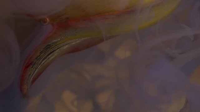 Vertical video. Paint nature. Blend fluid. Defocused purple color liquid smoke yellow tulip petals wet fume flower on abstract acrylic background.