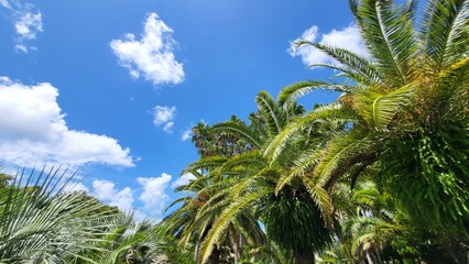 palm trees against blue sky