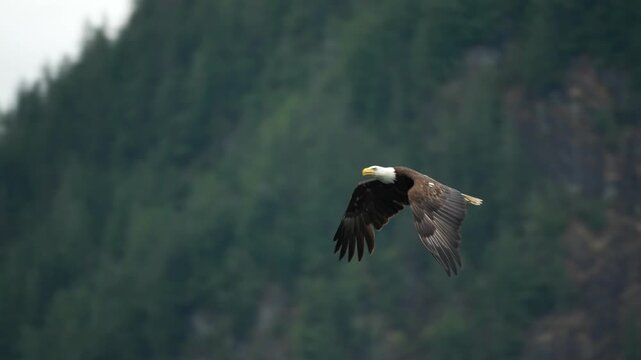 Majestic bald eagle soaring through sky over evergreen forest landscape.