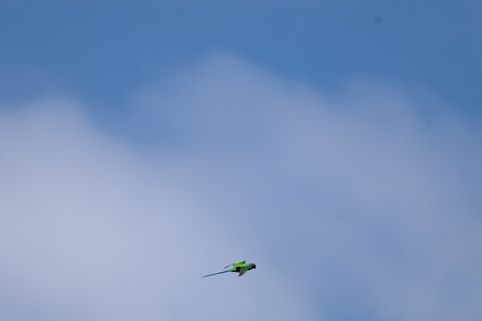 A vibrant Male Plum headed parakeet in mid flight against a clear, neutral sky. The birds distinctive maroon red head, yellow neck collar, bright green plumage and long slender blue tipped tail