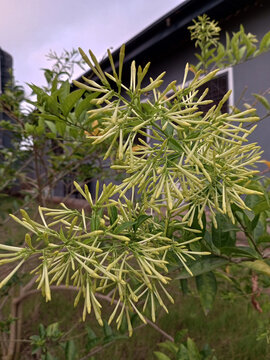 Bunch of flowers of queen of the night plant. Night blooming jasmine plant scientifically known as Cestrum nocturnum. It has unique perfume or fragrance when its flowers opens at night.