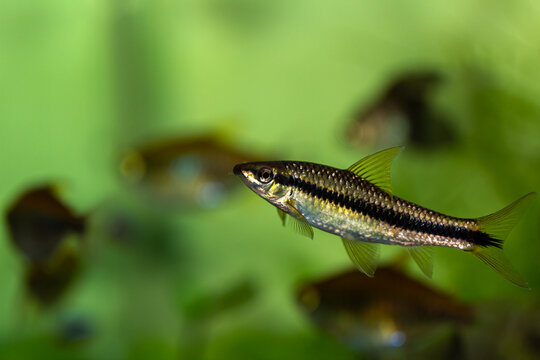 Siamese algae eater fish Crossocheilus oblongus swimming in a tropical freshwater aquarium.