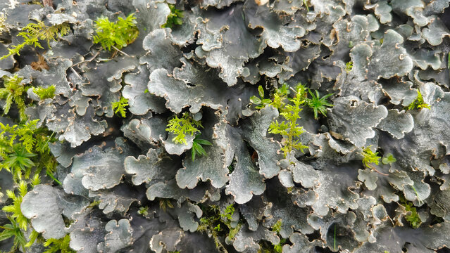 Close-up view of grey lichen and vibrant green moss growing on a surface
