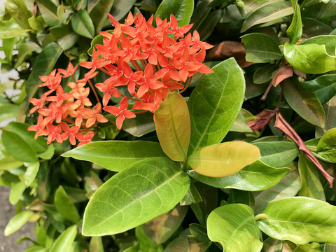 Bright orange ixora flowers blooming among glossy green leaves, showcasing tropical ornamental beauty for garden design, botanical projects, landscaping concepts, and natural floral backgrounds.