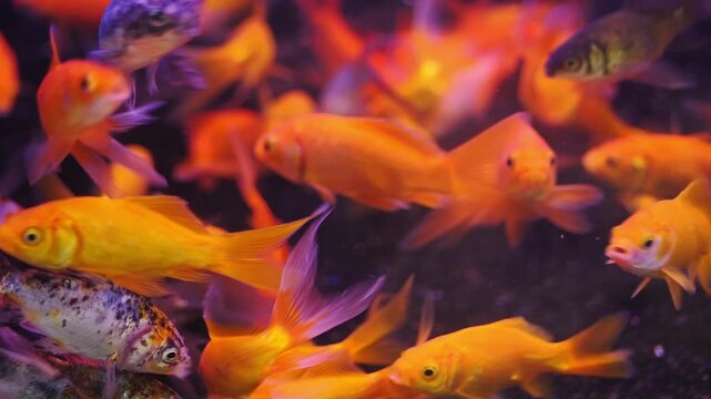 Colorful goldfish swim in an aquarium together