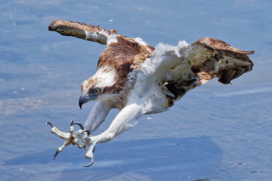 爪を広げて獲物を狙うミサゴ(Osprey)