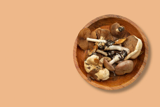 Autumn. Mushrooms sit beautifully in wooden bowl, celebrating fall flavors