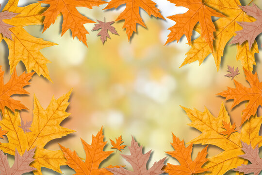Fall. Colorful maple leaves frame a blurred background, highlighting fall season charm