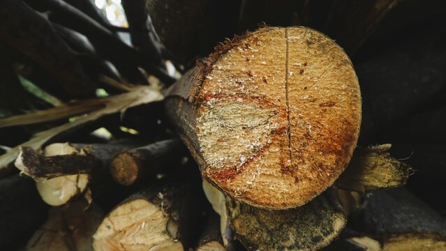Close up view of freshly cut logs stacked together for firewood.