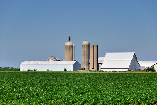 A maturing soybean field provides an abundant foreground for barns, shed and some silos on a north central Illinois farm. Illinois leads all states in the US for soybean production.