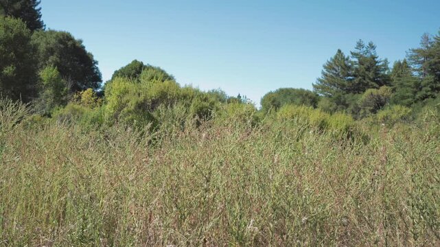 tall grassy meadow with trees,