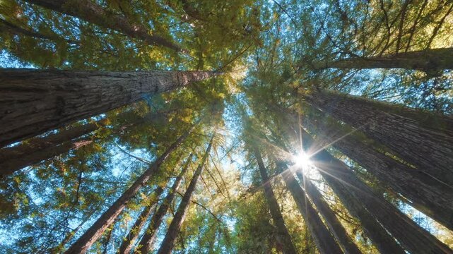 view of Redwood forest of Santa Cruz, California with sun flare 