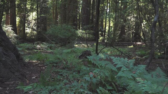 view of Redwood forest of Santa Cruz, California
