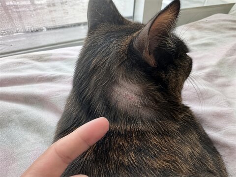 Cat with circular hair loss and skin lesion resembling ringworm