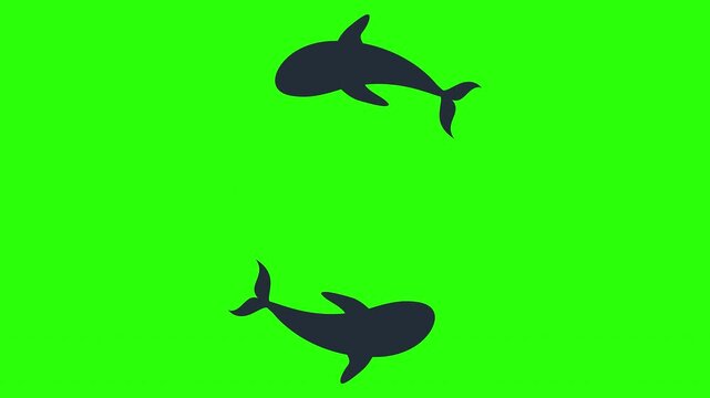 Two whales swimming in a circular motion on green screen background. Ideal for marine life overlays, ocean themes, educational content, and video editing.