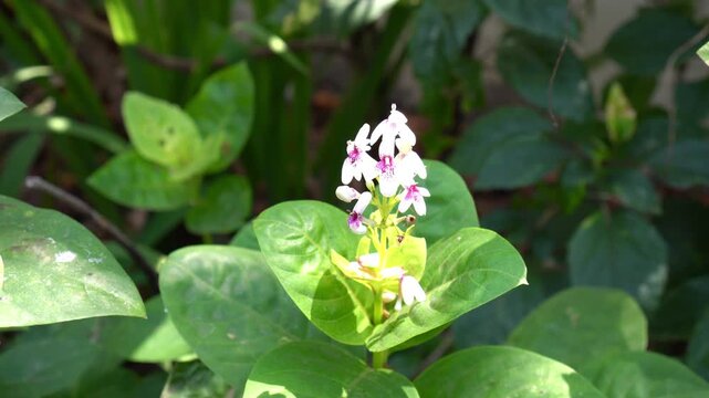The Japanese jasmine with scientific name Pseuderanthemum maculatum has small white flowers featuring purplish-pink spots concentrated at the base of the corolla