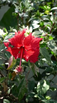 vertical video of A detailed view of a single red hibiscus flower also known as Bunga sepatu, Bunga raya, Wara-Wiri, or Worawiri, and scientifically named Hibiscus rosa-sinensis L.                    