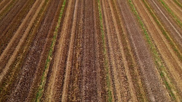 Aerial view of harvested agricultural crop field patterns with brown and green earth textures after combine harvester process.