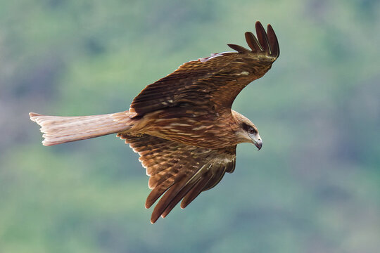 獲物を探しながら飛ぶトンビ(Black Kite)