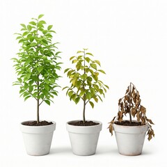 Fototapeta premium Three potted plants showing different stages of health: lush, wilting, and dead. 