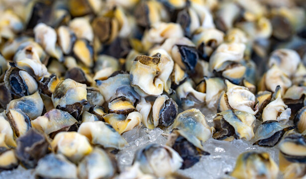 Snail meat pile. Snail seafood closeup. Raw snail meat. Sea snail texture.