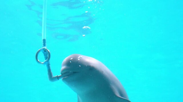 East Asian finless porpoise creating bubble rings underwater. 4K  Sunameri