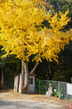 Giant golden ginkgo tree with bright yellow leaves in peak autumn season, with a woman sitting on a bench underneath