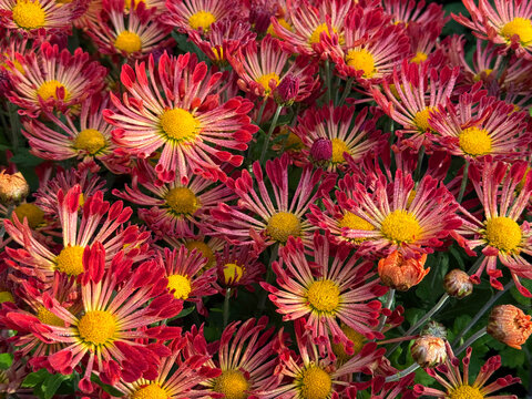 Red garden mums spoon chrysanthemum autumn flowers