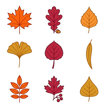 A set of nine detailed monoline outline icons depicting various species of leaves in their autumn colors