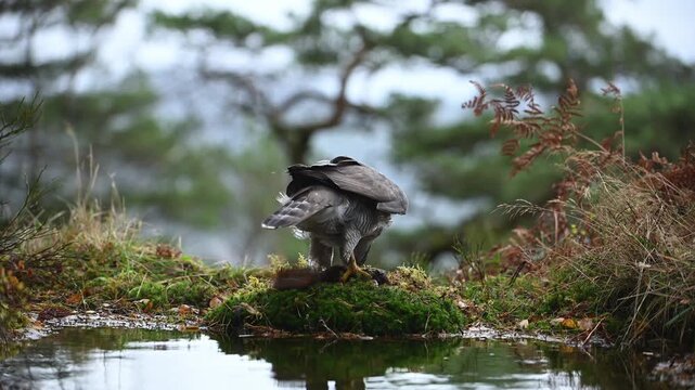 Hawk feeding on prey on mossy island near water body in overcast forest environment.