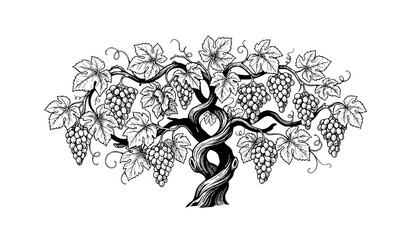 Naklejka premium Vintage Grape Vine Branch Fruit Hand Drawn Black White Vector