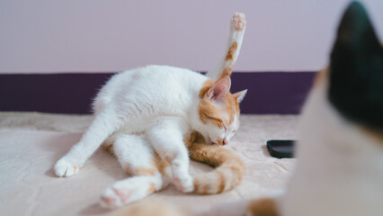 Funny ginger tabby cat grooming itself with one hind leg sticking up straight indoors. Concept of flexible feline anatomy, humorous pet lifestyle, cleaning routine, and hygiene care. © Oporty786