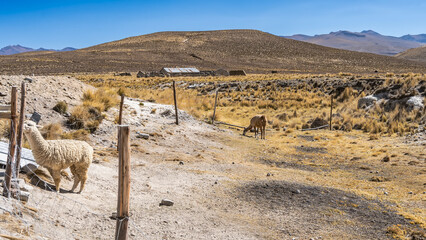 Naklejka premium The llamas are grazing in a pen on a high‑altitude pasture. The enclosure is fenced off. Yellow dry grass on the soil. Mountains in the distance. Blue clear sky. Peru.
