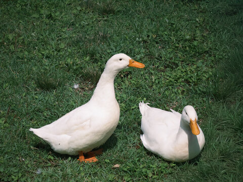 Two White Ducks Resting on Green Grass in Daylight