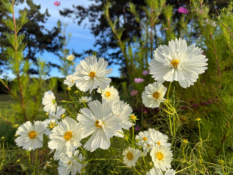 Cosmos bipinnatus Mexican aster white flowers in garden.