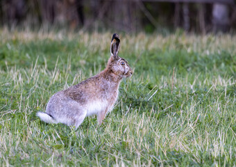 European brown hare on standing alert on a field  © Tommi Syvänperä 