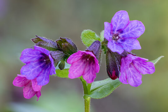 Suffolk Lungwort flowering in spring with different shades of purple