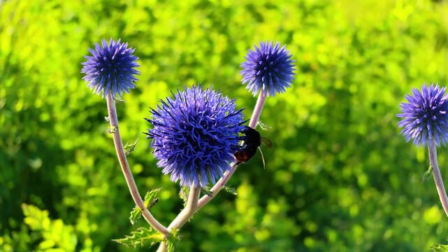 風に揺れる阿蘇のヒゴタイと虫　ヒゴタイ公園