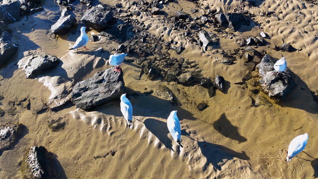 Silver Gulls Foraging on Rippled Sand and Rocks at Low Tide