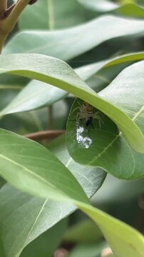 green leaf with drops of water