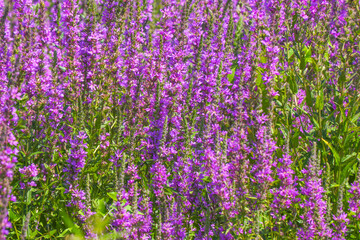 Obraz premium Purple loosestrife flowers blooming in a meadow