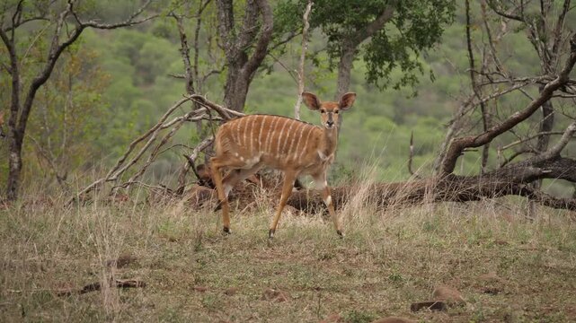 A young nyala antelope walking and observing its natural habitat in an african wildlife reserve cinematic motion footage.