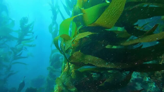 Underwater giant kelp forest sways in the pacific ocean with bright blue water and small fish swimming.