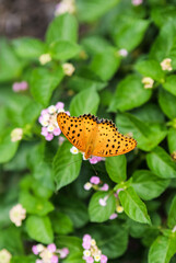 The orange sprite among the flowers: possibly a female leopard butterfly sipping nectar on pink and white blooms © Yf
